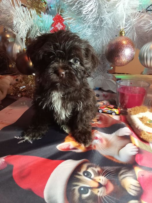 Fido unikatowy szczeniak shih tzu szuka domu