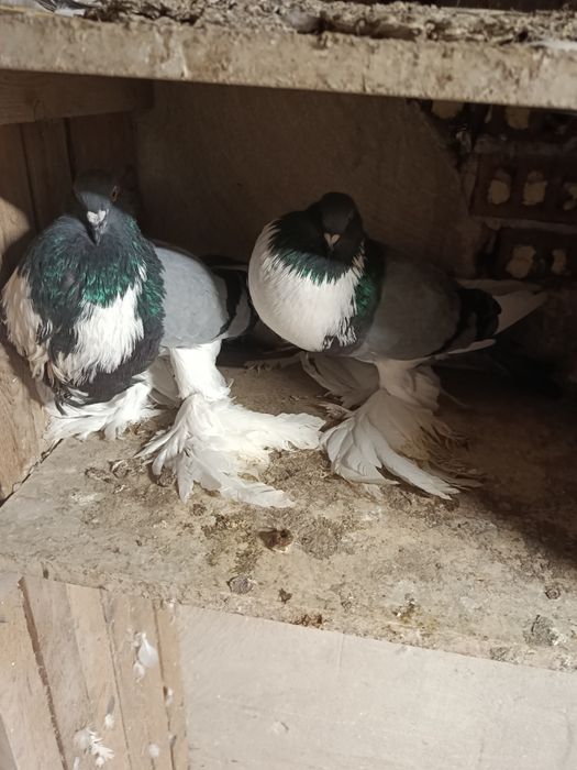 Garłacze Pomorskie , Garłacz Pomorski