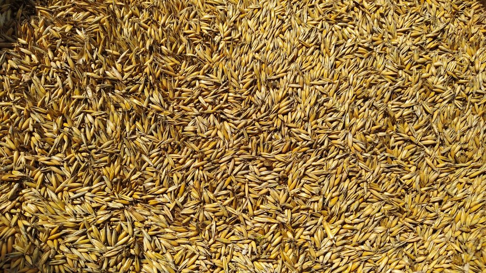 Owies jary odmiana Lion - duża gęstość, mała zawartość łuski