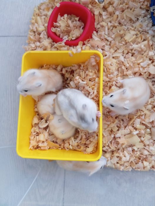 Хомʼяки, джунгарики