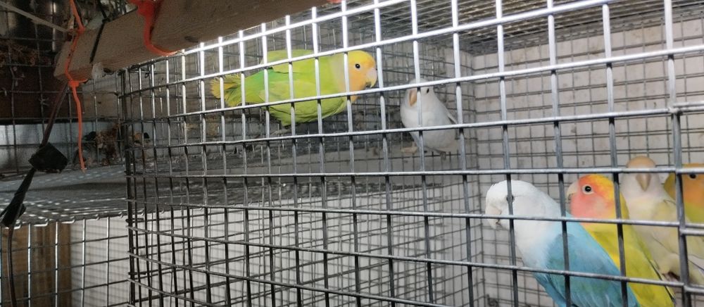 Agapornis roseicollis