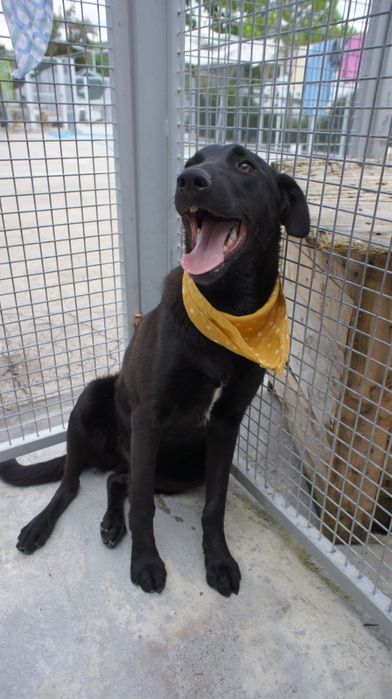 Azevinho - cao jovem de porte medio