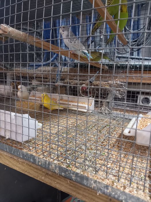 Piriquitos australianos e ingleses