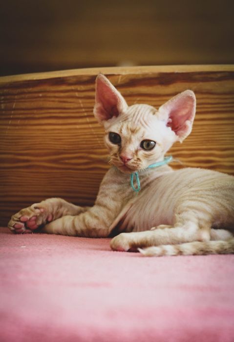 Kocurek Devon rex FPL
