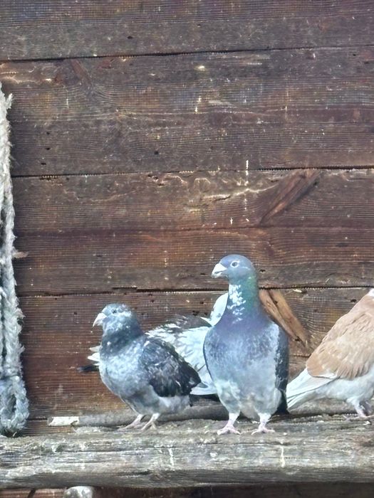 Gołębie staropolskie