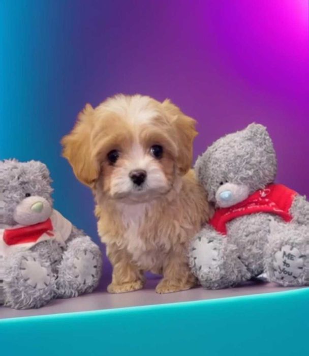 Стильный крошка мальтипу.