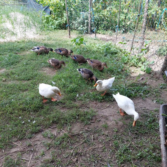 Patos real adultos