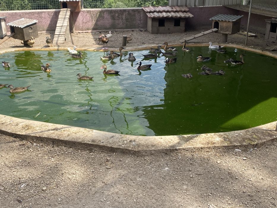 Vendo patos exoticos varias mutacoes