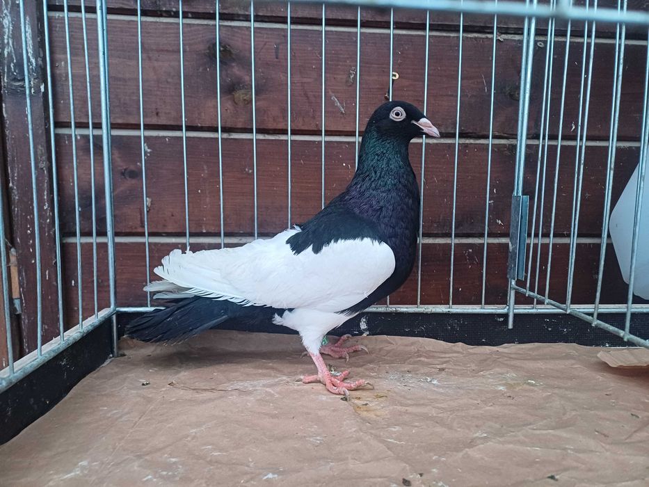 Sroka krakowska samiec