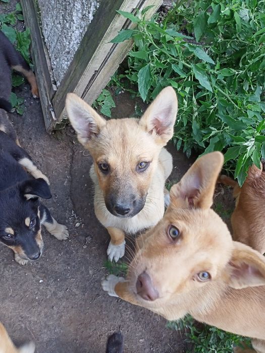 Цуценятка більгійці(малинуа)