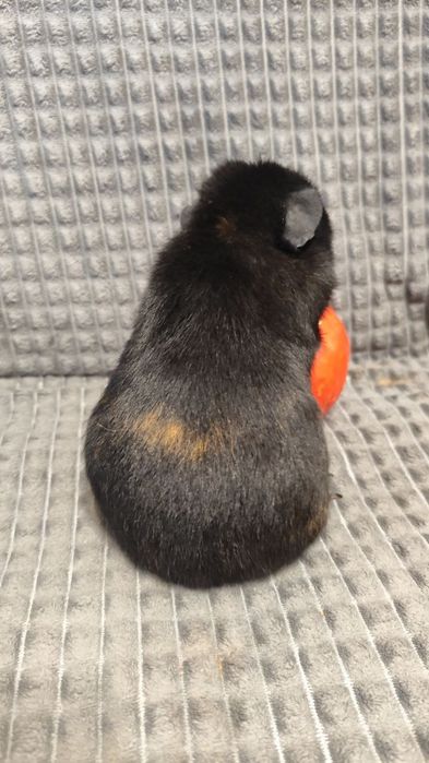 Морская свинка, самка,6 месяцев