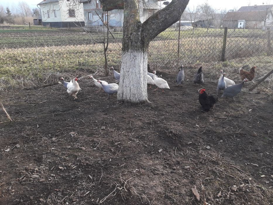 Продам цесарки пантарки