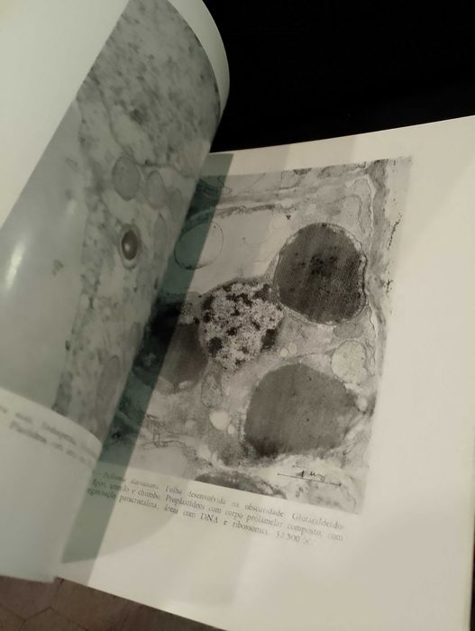 Amido:Estudo Utrastrutural da sua Biogénese em plantas superiores 1968