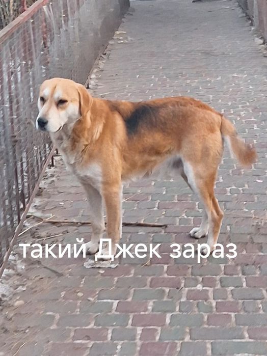 Гончак в добрі руки