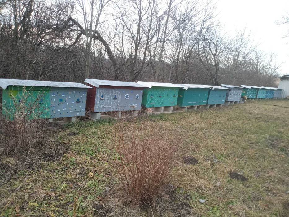 Будинок-господарство з пасікою в Кам'янець-Подільському р-ні