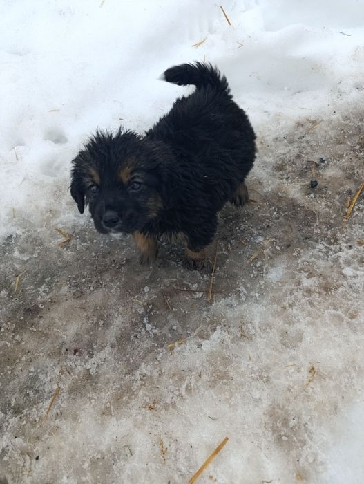 Віддам в добрі руки