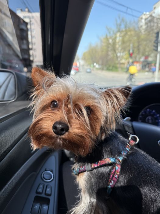 Йоркширський тер’єр міні (2,5 кг) — перша в’язка. Київ