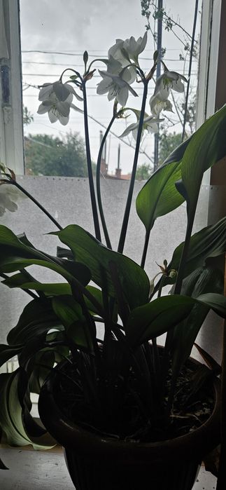 Вазони, квітне білим цвітом