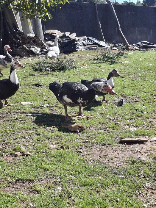Patos mudos criados ao ar livre