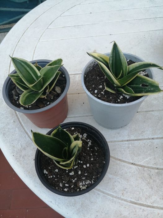 Sanseverias anãs.