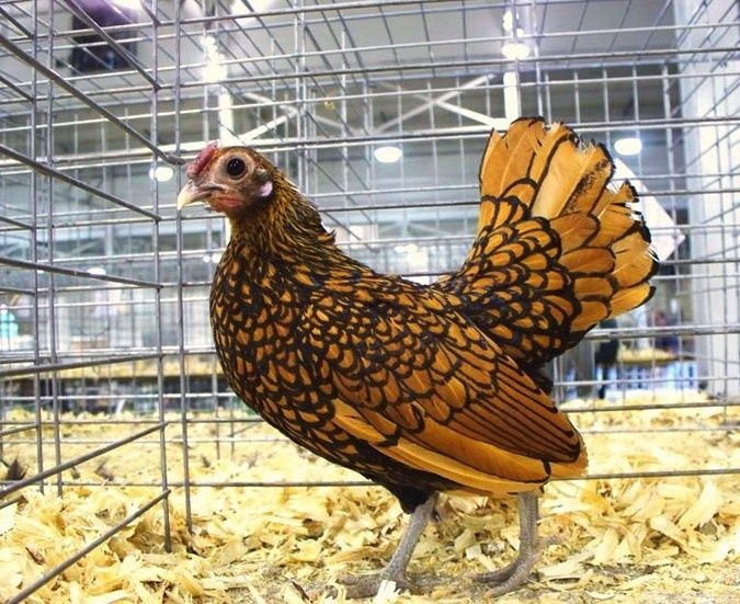 Продаю курей Мільфлер та карликова бентамка!Несуться кожен день!