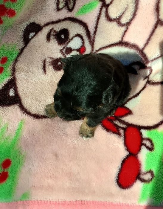 Chihuahua szczeniak dziewczynka