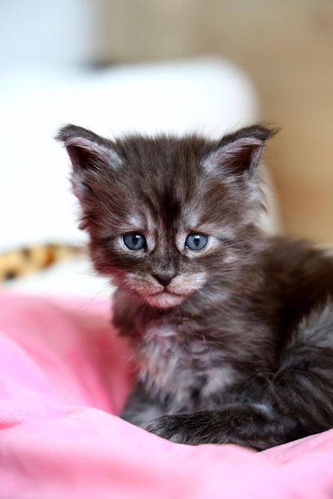 Kocurek Maine Coon