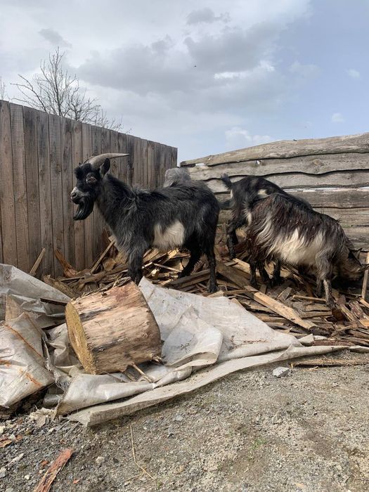 Продам кози ціна договорна