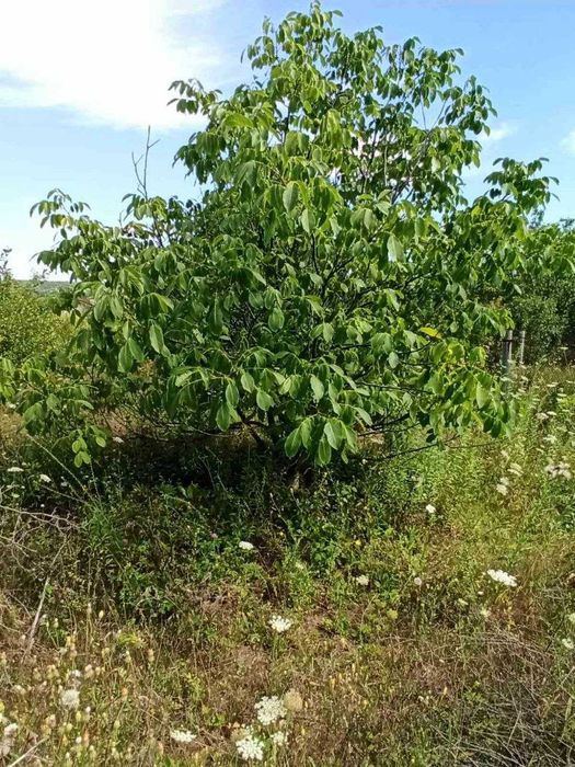 СВОЯ ділянка 22 сот с/т Держпром Мала Данилівка