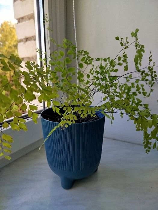 Адіантум (волосся Венери)