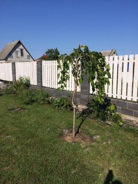 Шовковиця саджанець штамбова плакучая шелковица саженец (обмен)