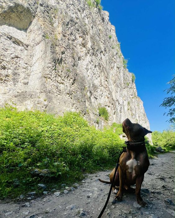 Odda psa w typie pitbul