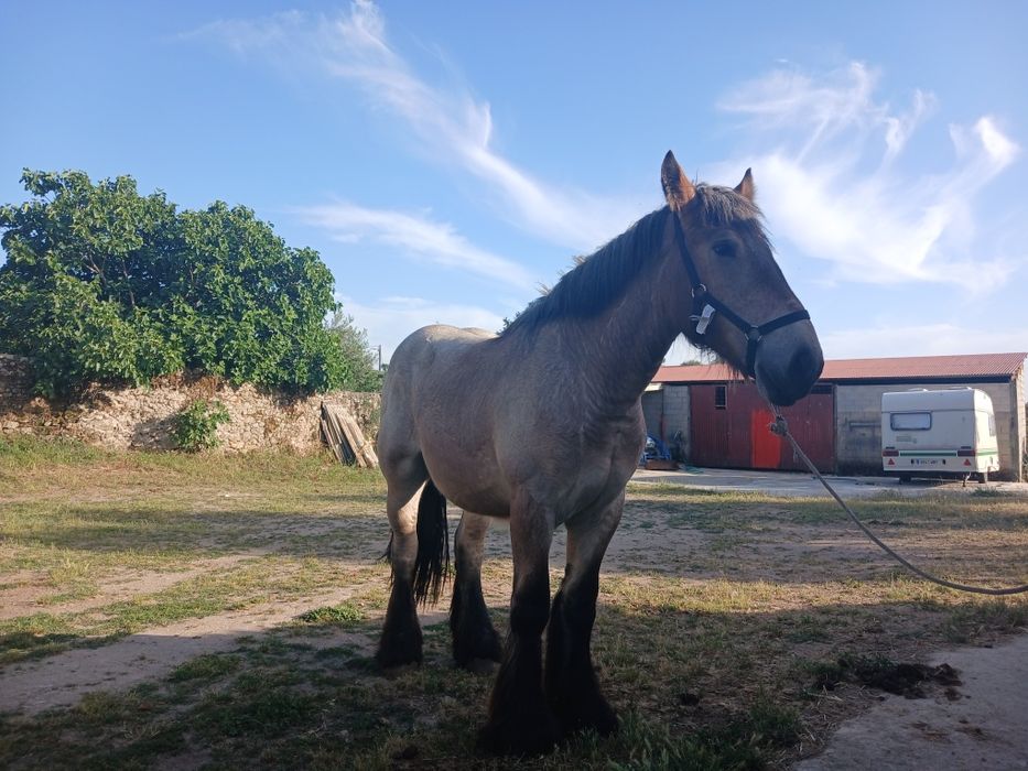 Poldro tiro belga fez 2 anos em agosto  ja com mais de 1,60cm