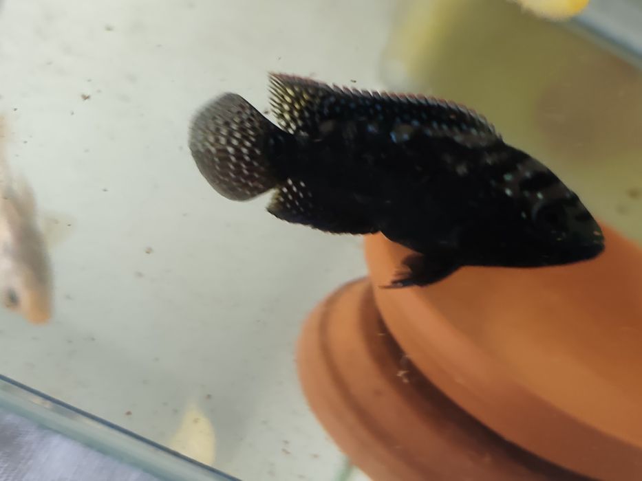 Vendo Ciclídeo Jack Dempsey