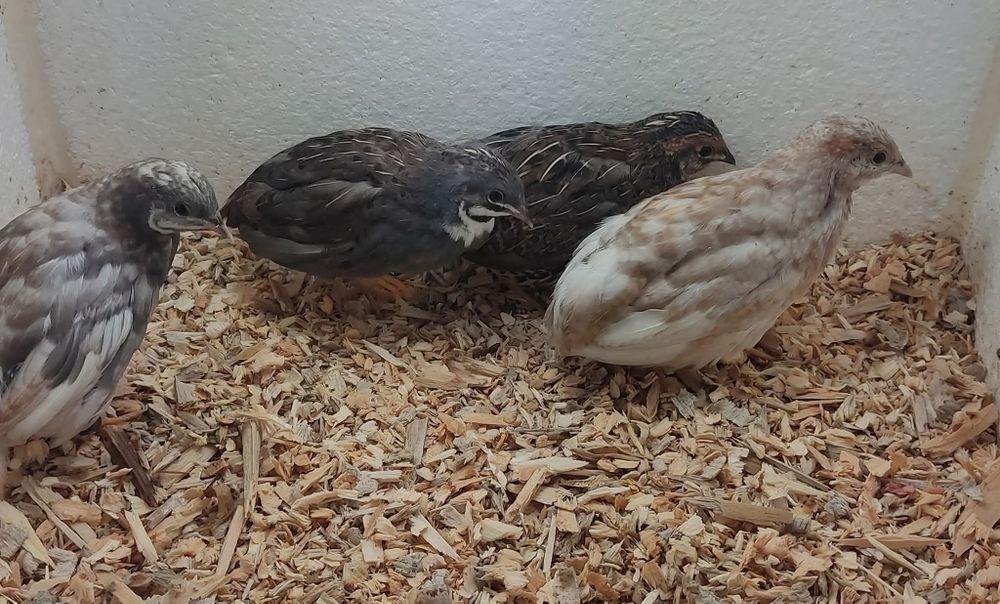 Cordonizes chinesas anãs