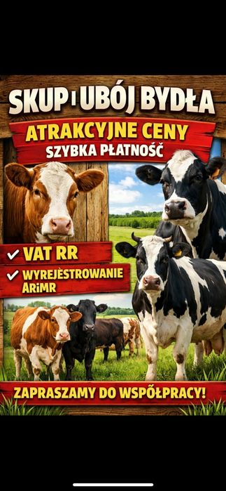 Skup i ubój bydła