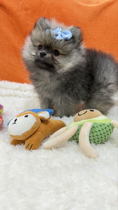 Lulu da Pomerânia Micro Miniatura com Lop e Afixo
