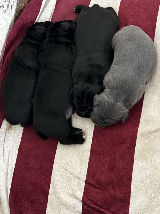 Готовы на бронь малыши.