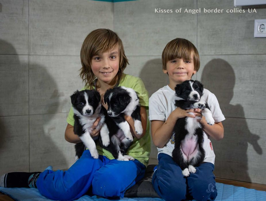 Бордер колли - питомник, щенки