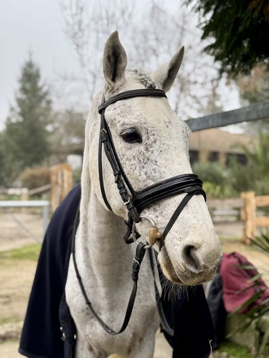 Cavalo castrado 11 anos (lusitano x puro sangue ingles )