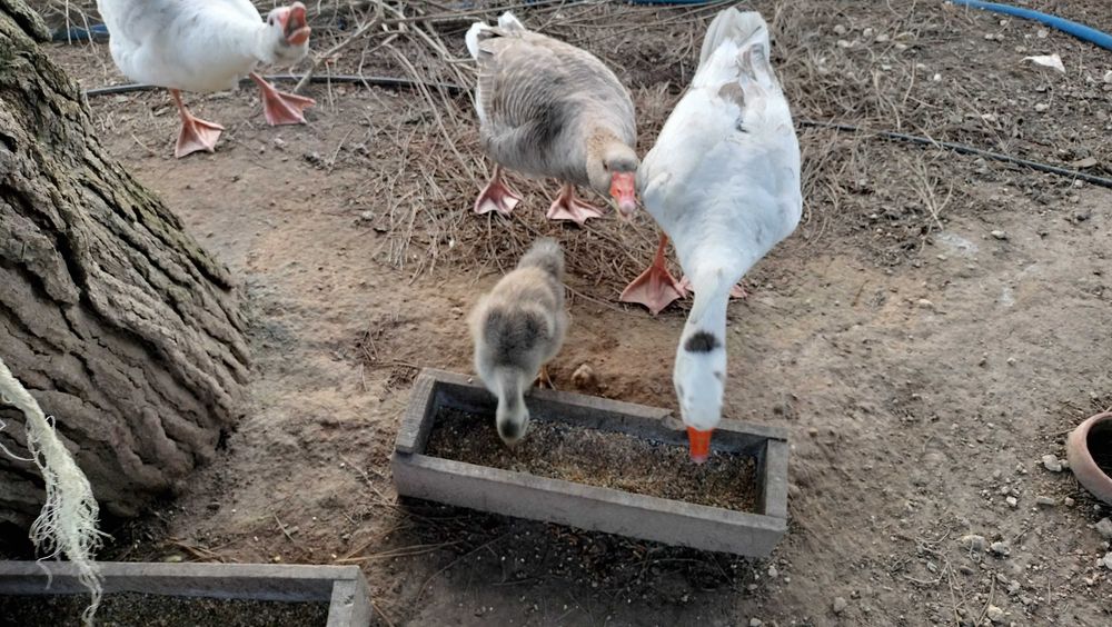 Vendo Gansos adultos