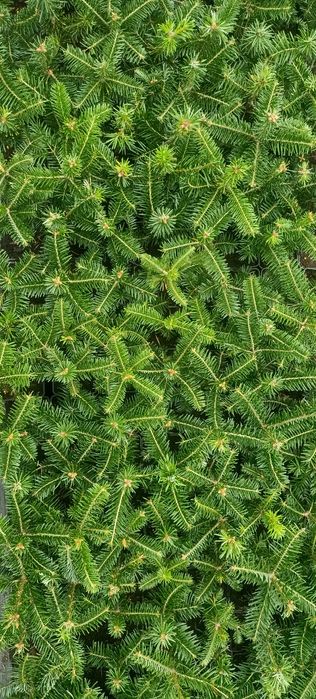 Jodła Kaukaska sadzonka doniczka 0,8L