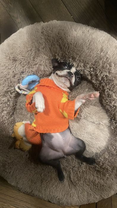 светр вʼязаний з каченятами для собак