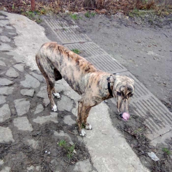 Терміново кобель грейхаунд