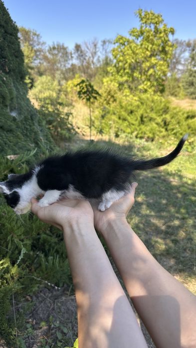 Кошеня хлопчик в хороші руки