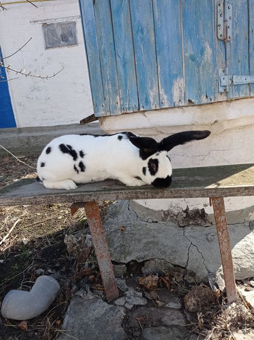 Кролі самки самці