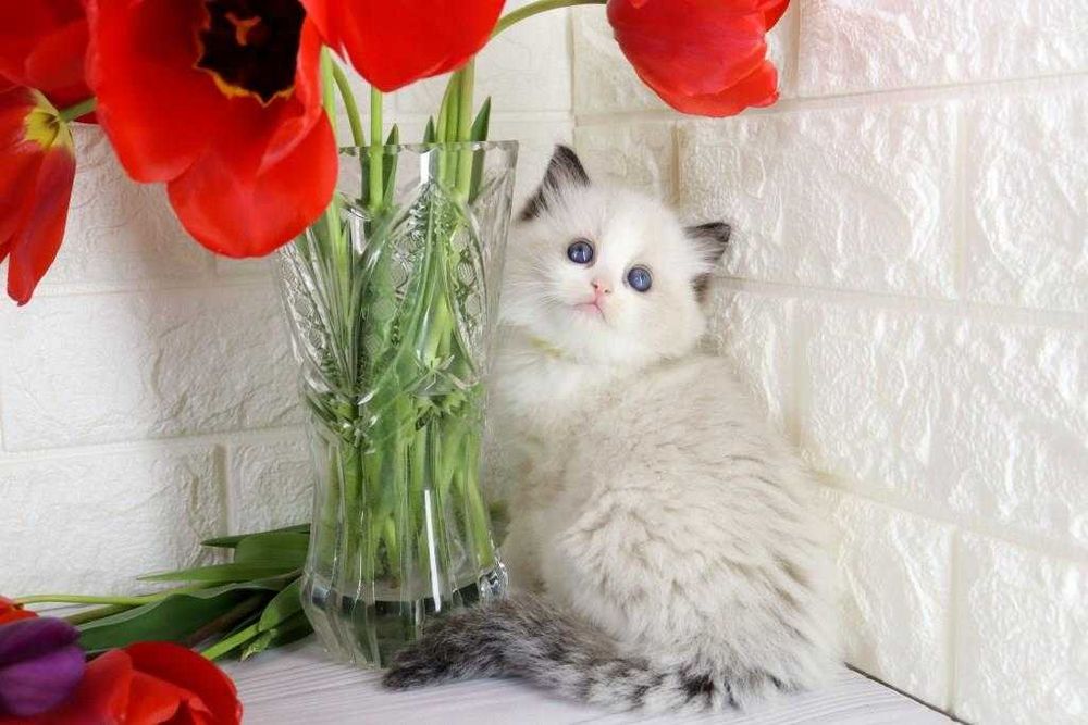 Цікавий і ласкавий котик з вакцинами та гарними навичками-Ragdoll