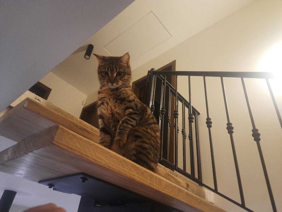 Кітка. Віддам в хороші руки.