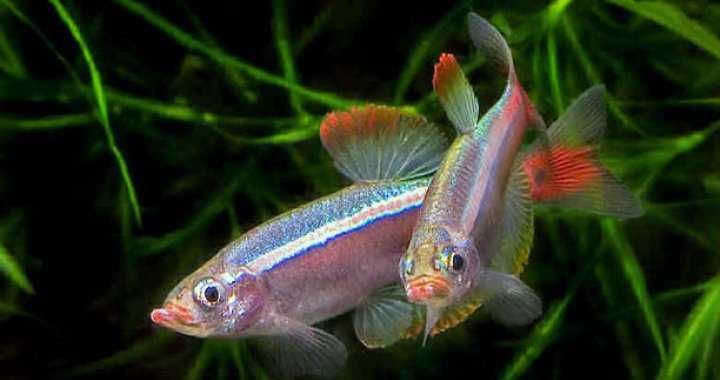 MISIEKZOO karpiowate - kardynałek chiński już od 1,80 zł