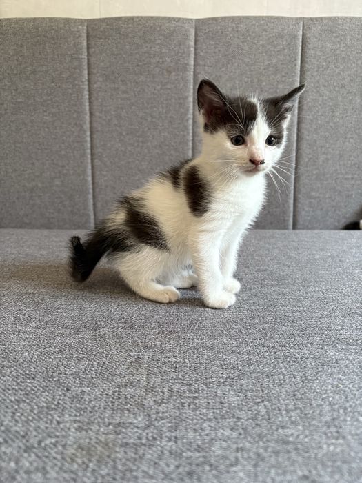 Kotek do adopcji
